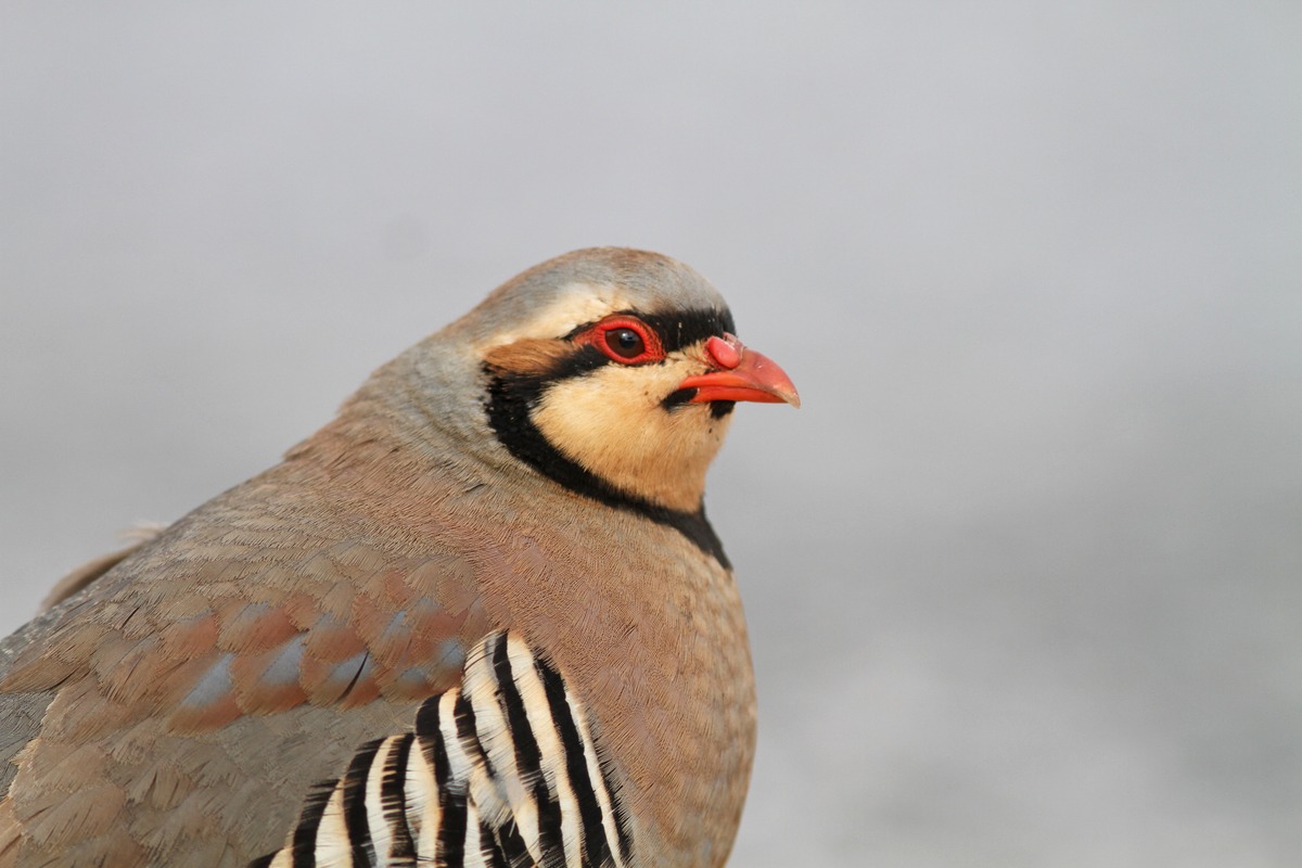 Kuropta čap (Alectoris chukar) — národný vták Pakistanu, intro USA (foto: Wikimedia Commons)