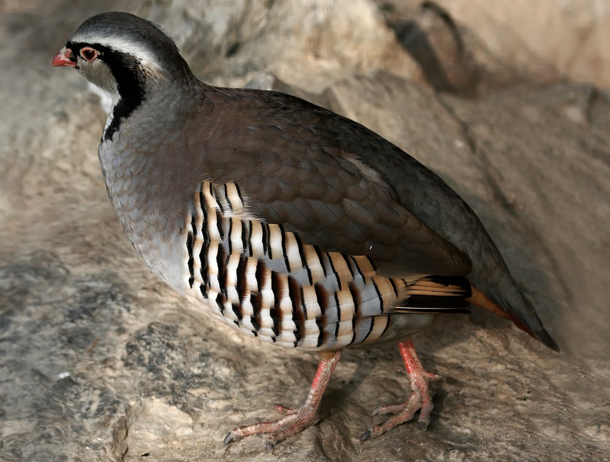 Kuropta horská