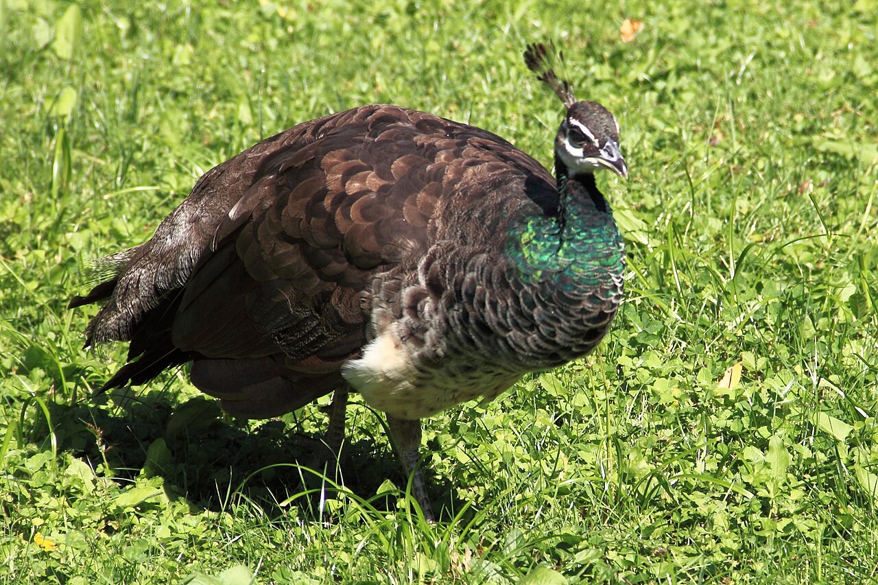 Pav čierno-krídly (Pavo cristatus nigripennis) — samec, foto Muzeum Toulouse (Wikimedia Commons)