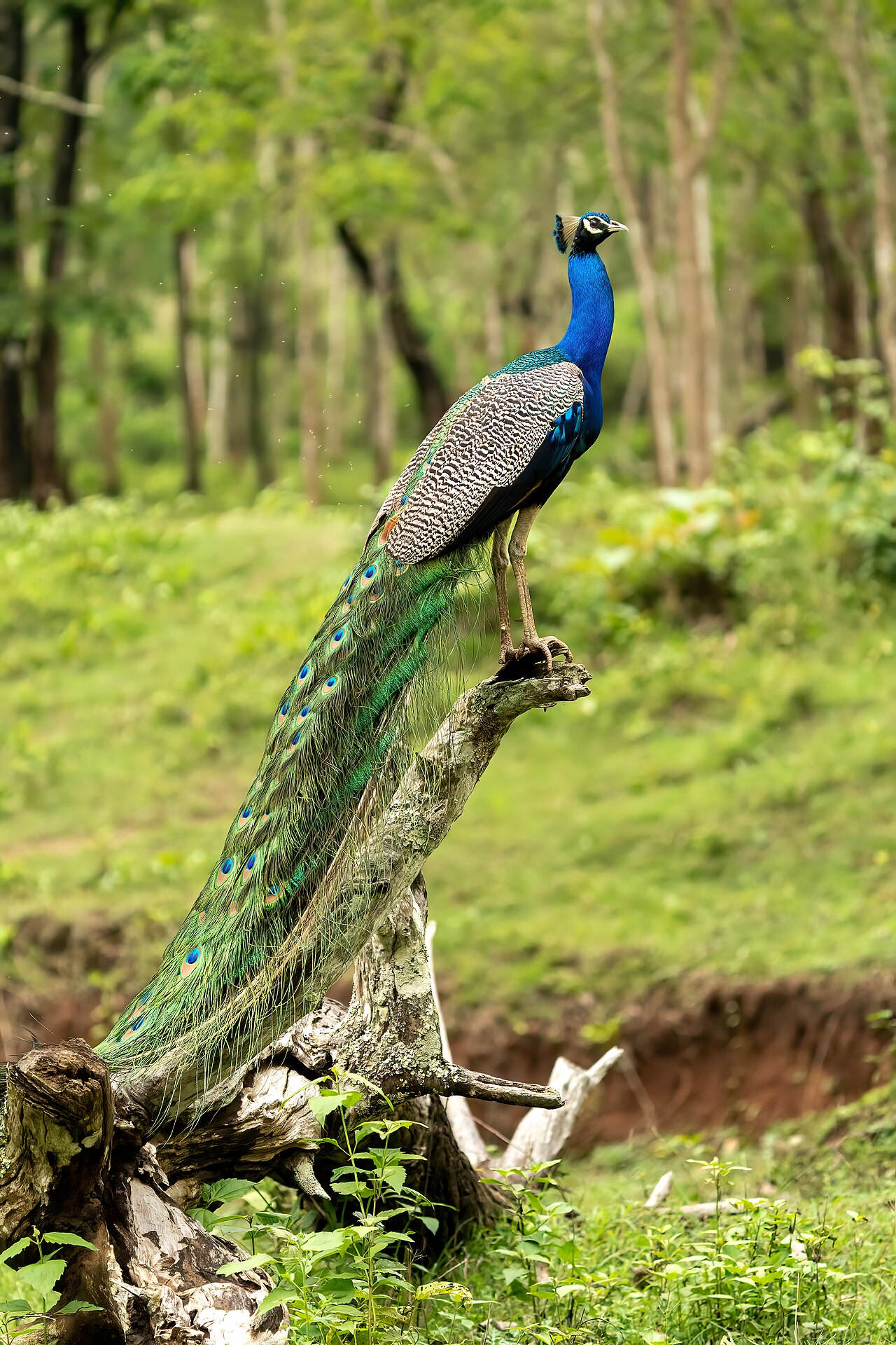 Pav modrý (Pavo cristatus) — samec s rozprestretým vejárom (foto: Wikimedia Commons)