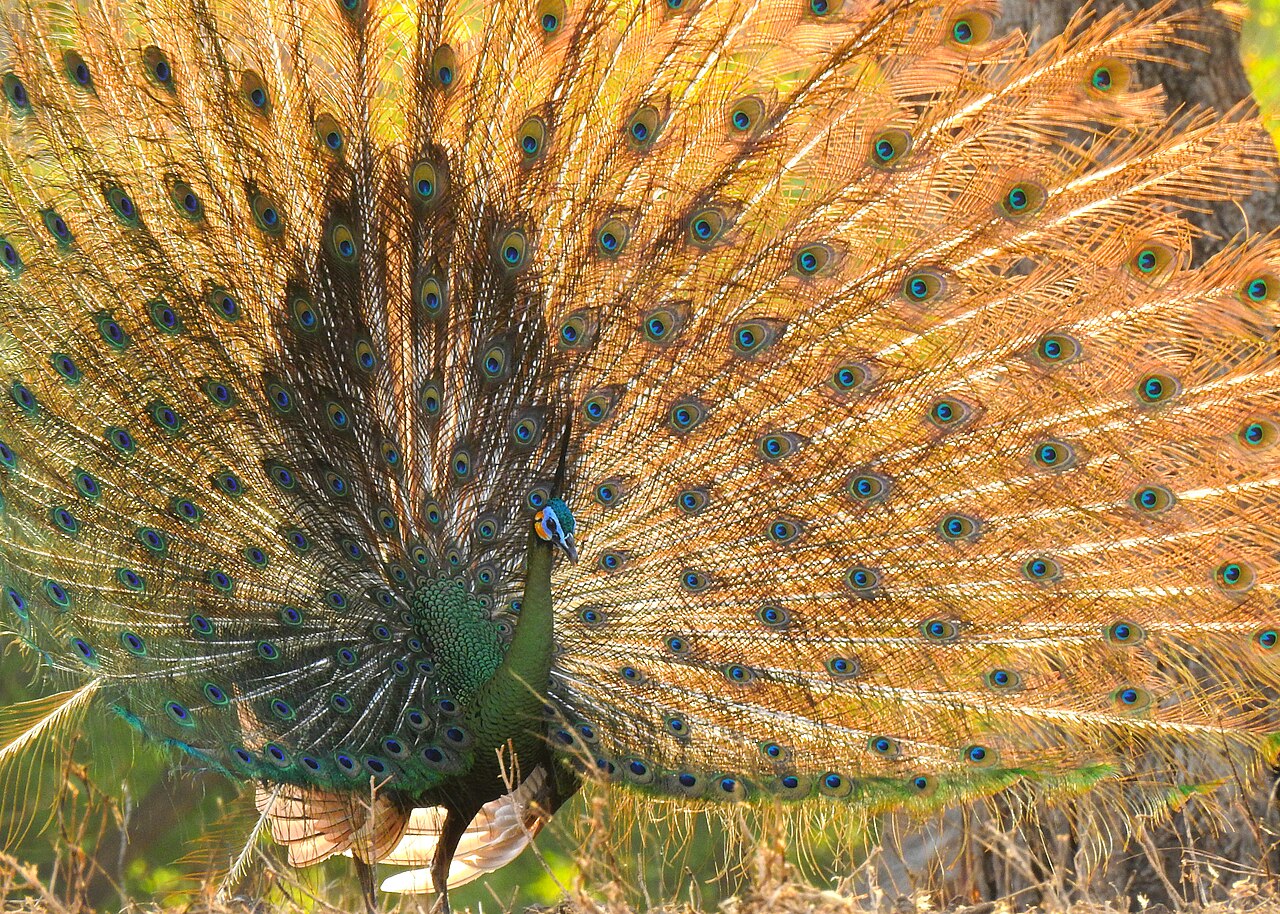 Pav zelený (Pavo muticus) — samec v Baluran National Park, Java (foto: Wikimedia Commons)
