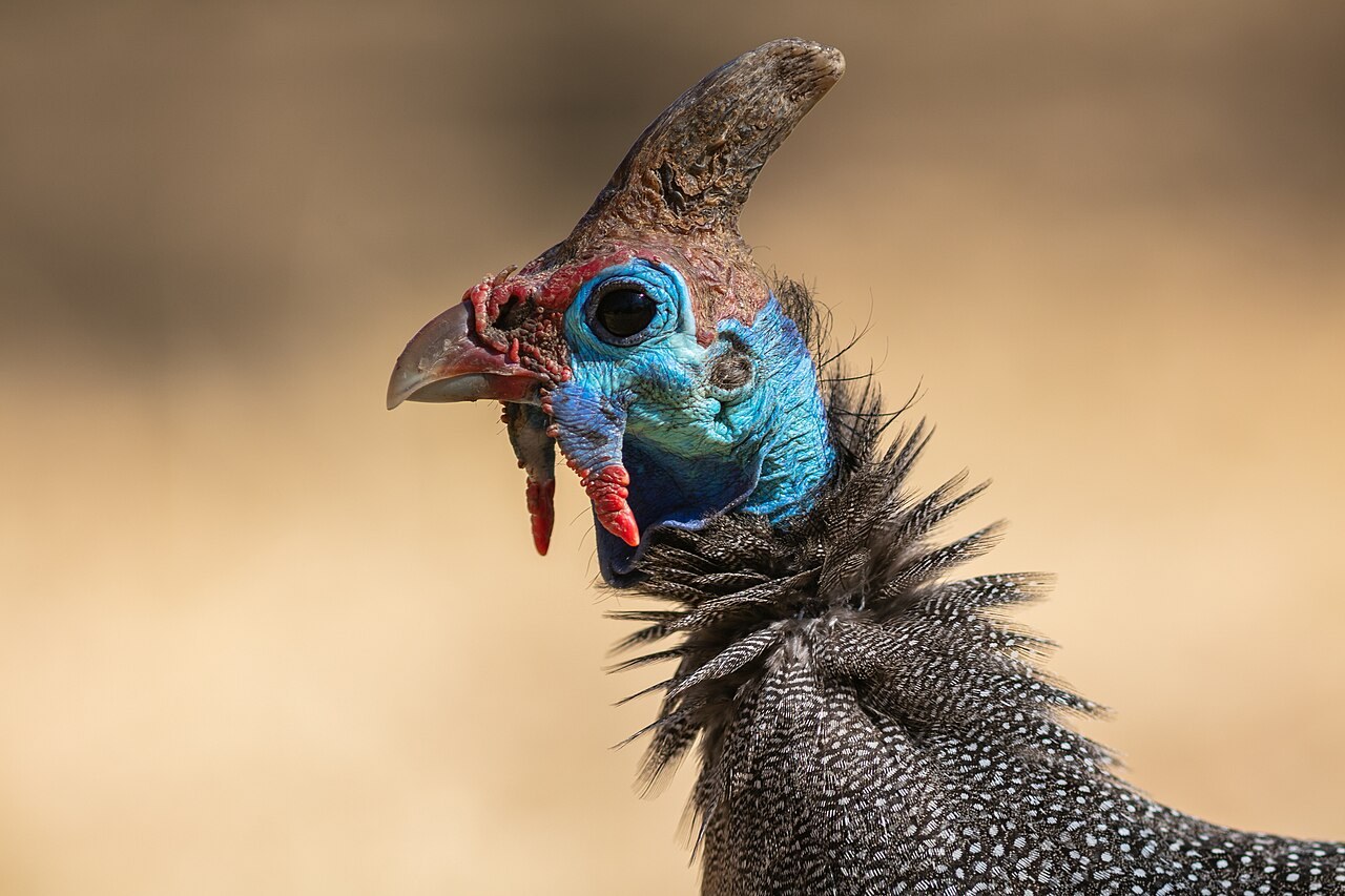 Perlička belmá (Numida meleagris) — Helmeted Guineafowl (foto: Wikimedia Commons)