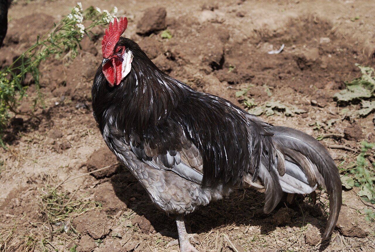 Andaluská modrá (Andalusian Blue)