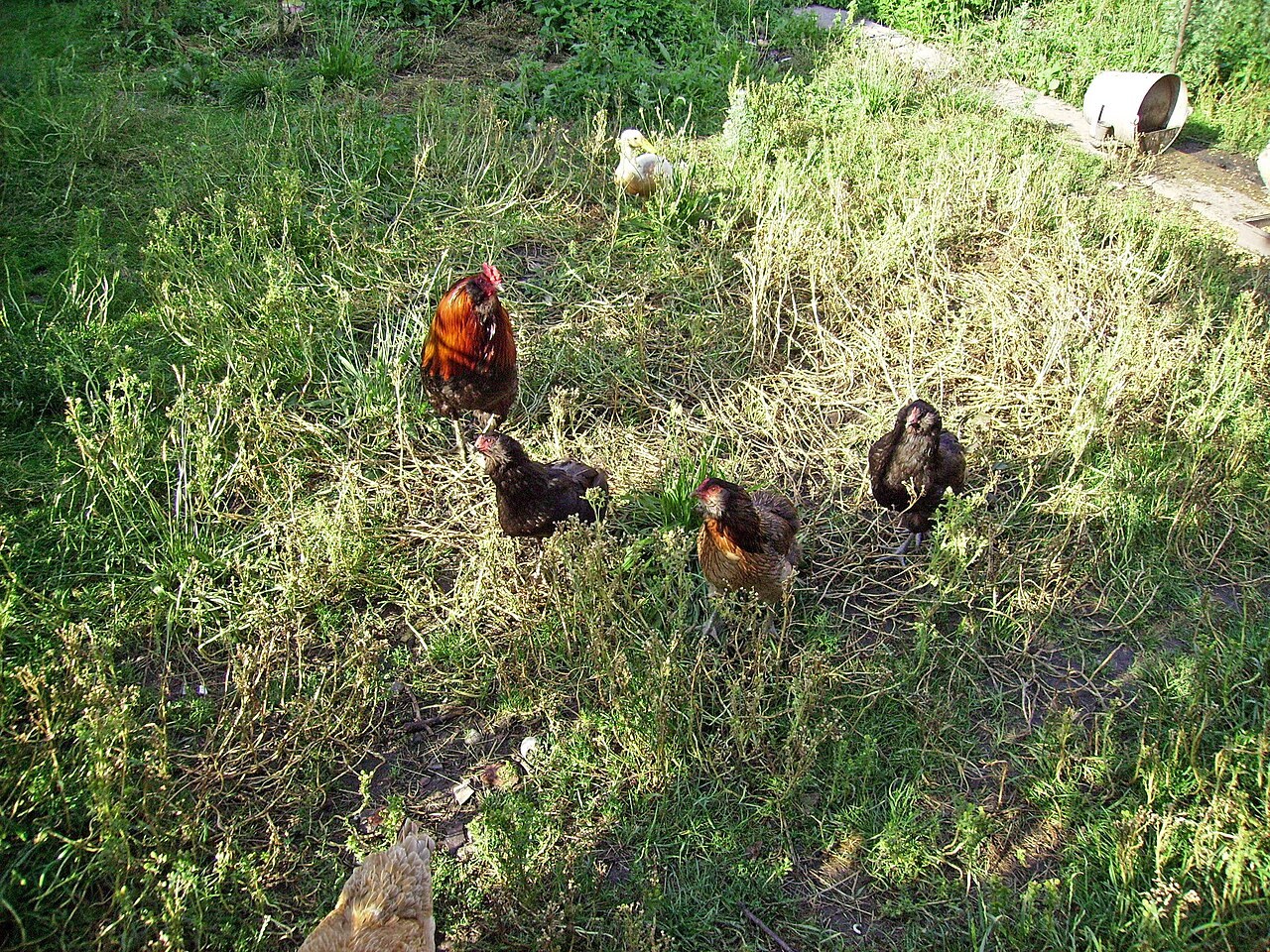 Foto 4