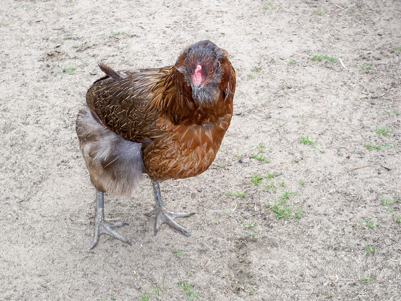 Araucana (čilské plemeno s modrými vajciami)