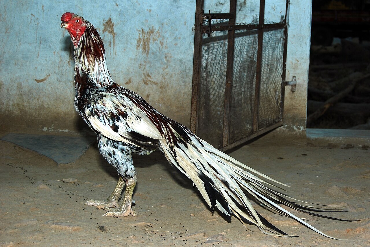 Asil/Aseel — najstaršie game fowl plemeno na svete, India/Pakistan