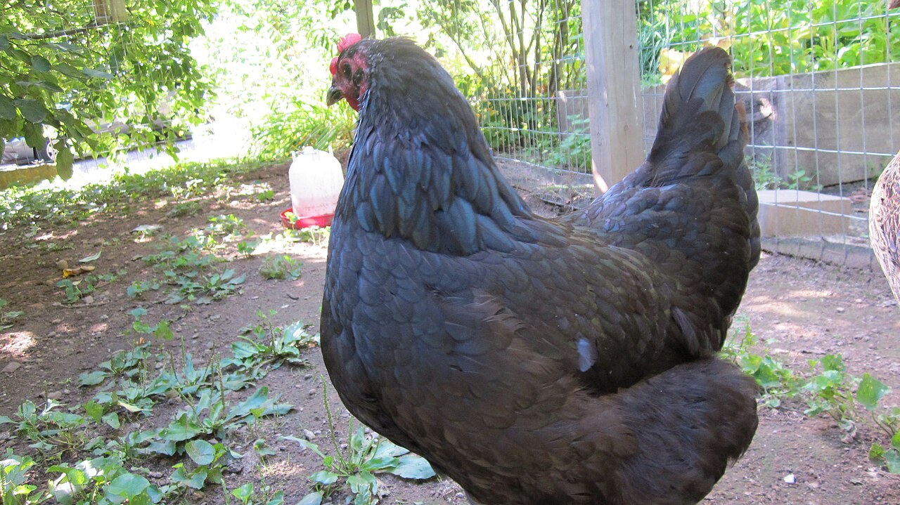 Australorp