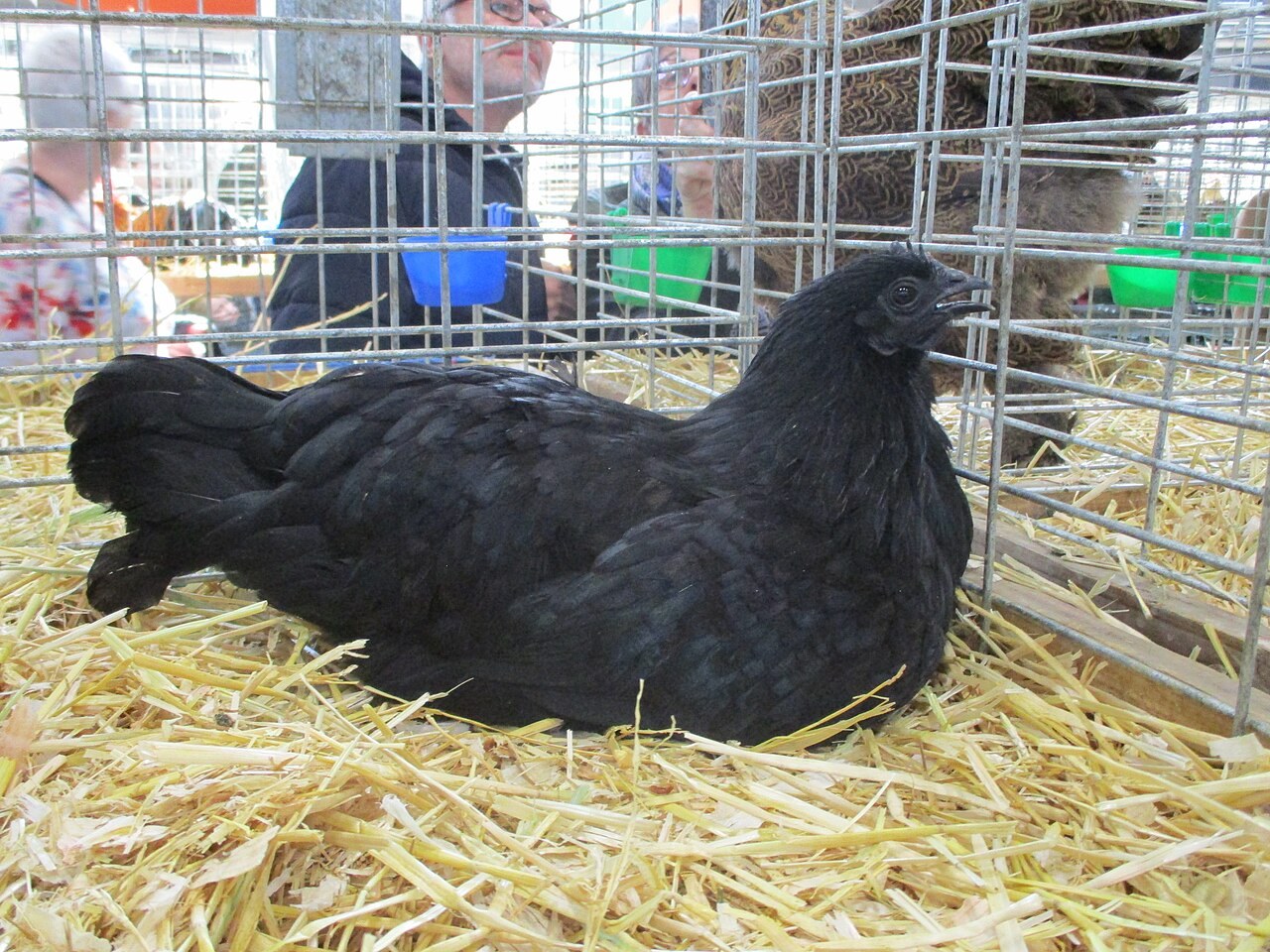 Ayam Cemani (úplne čierna hydina)