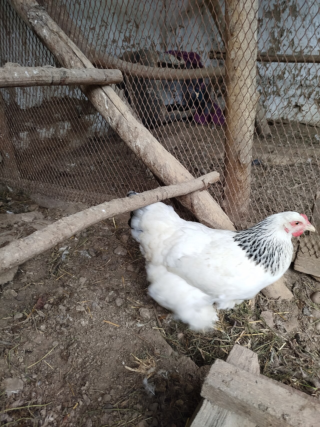 Brahma — kuracie plemeno gigant s perím na nohách, USA z čínskeho Shanghai