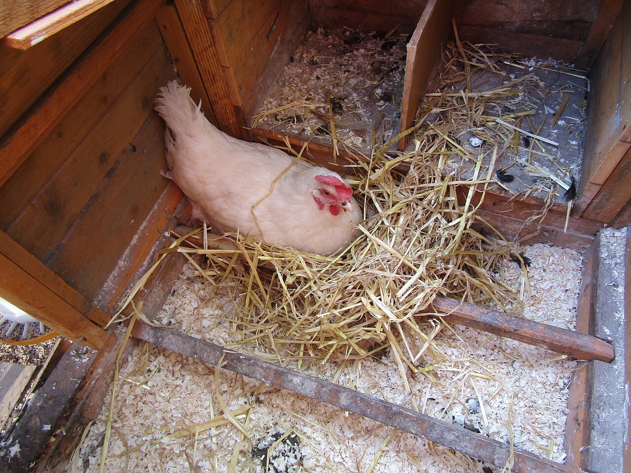 Leghorn (Talianska)