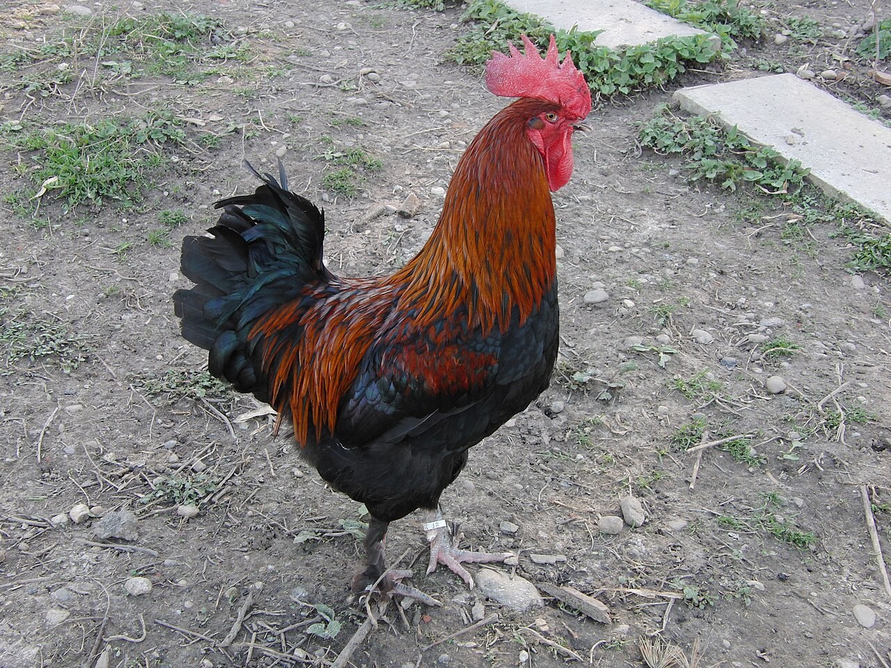 Marans