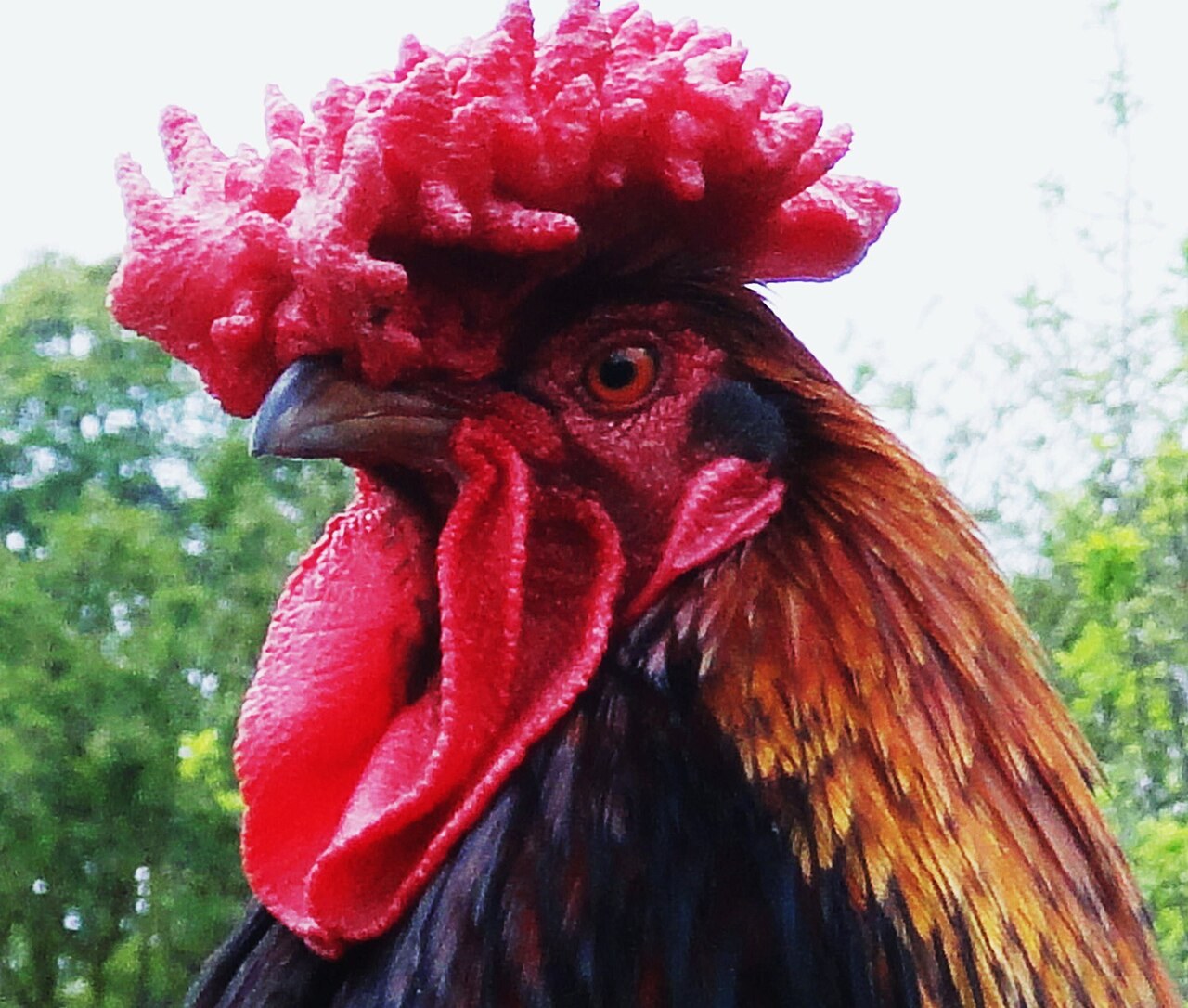 Redcap (Anglická červenoklepáňka)
