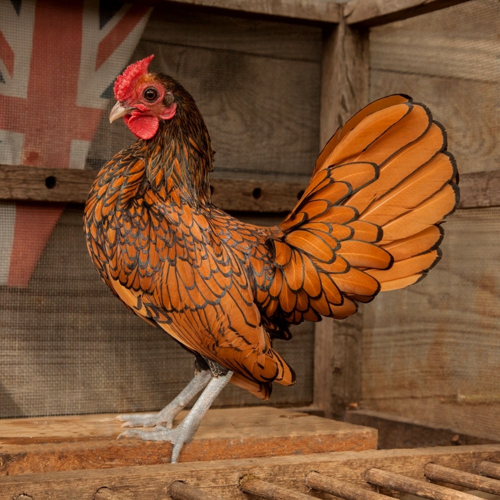Sebright (true bantam) — plemeno s laced kresbou