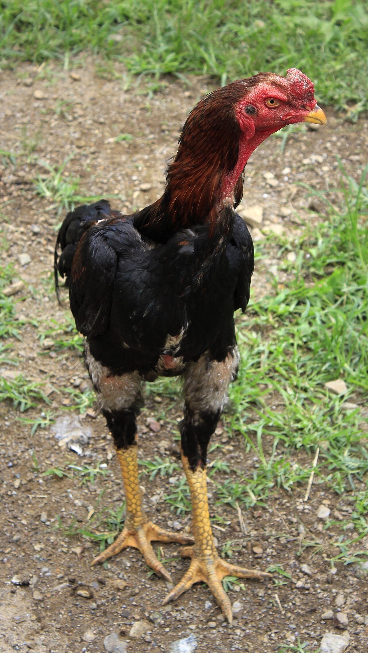 Shamo — japonský game fowl, vzpriamený postoj, nahá hruď