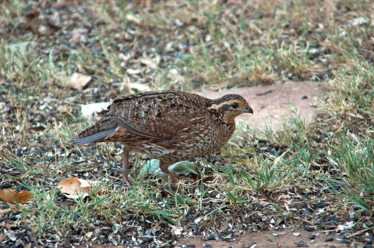 Prepelica bobwhite