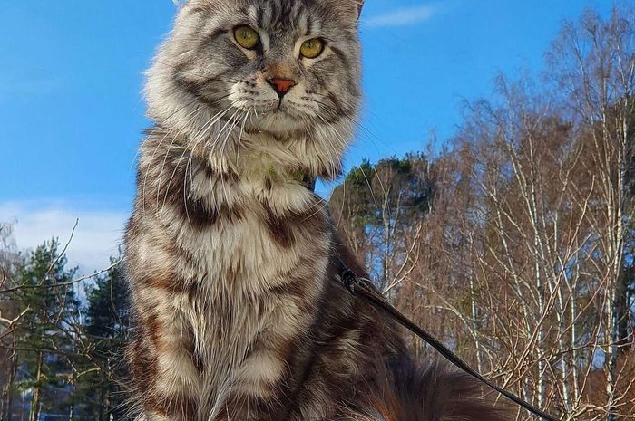 Mačky