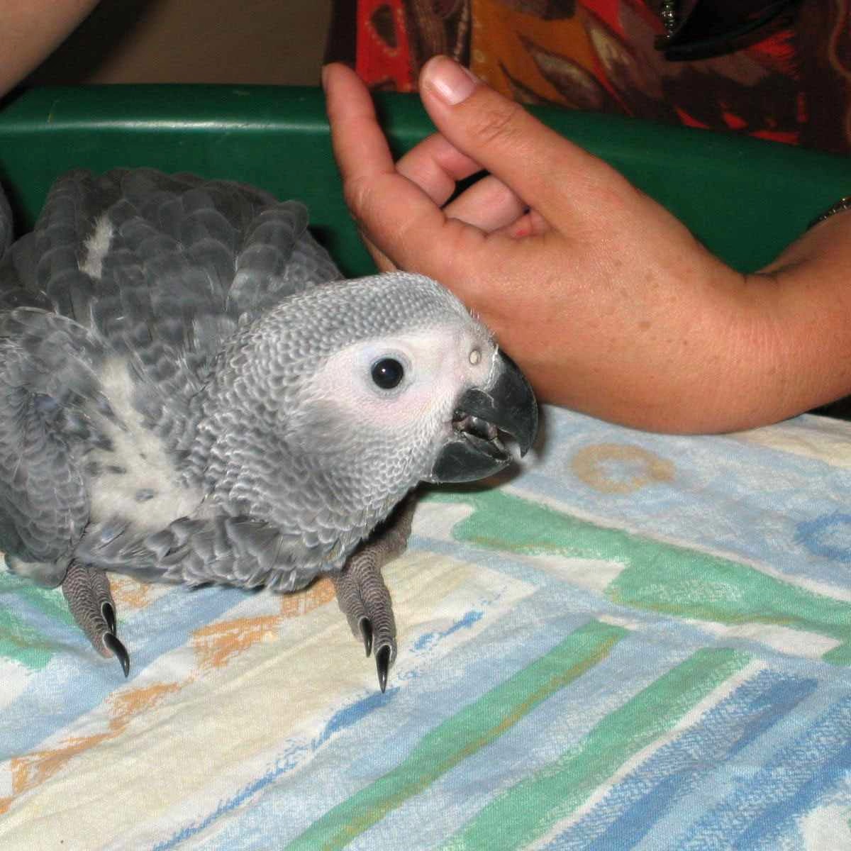 Choroby papagájov