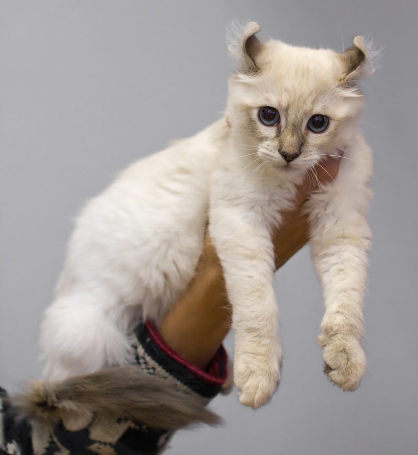 Mačiatko amerického curla na výstave — uši sú v tomto veku ešte stočené natesno dozadu