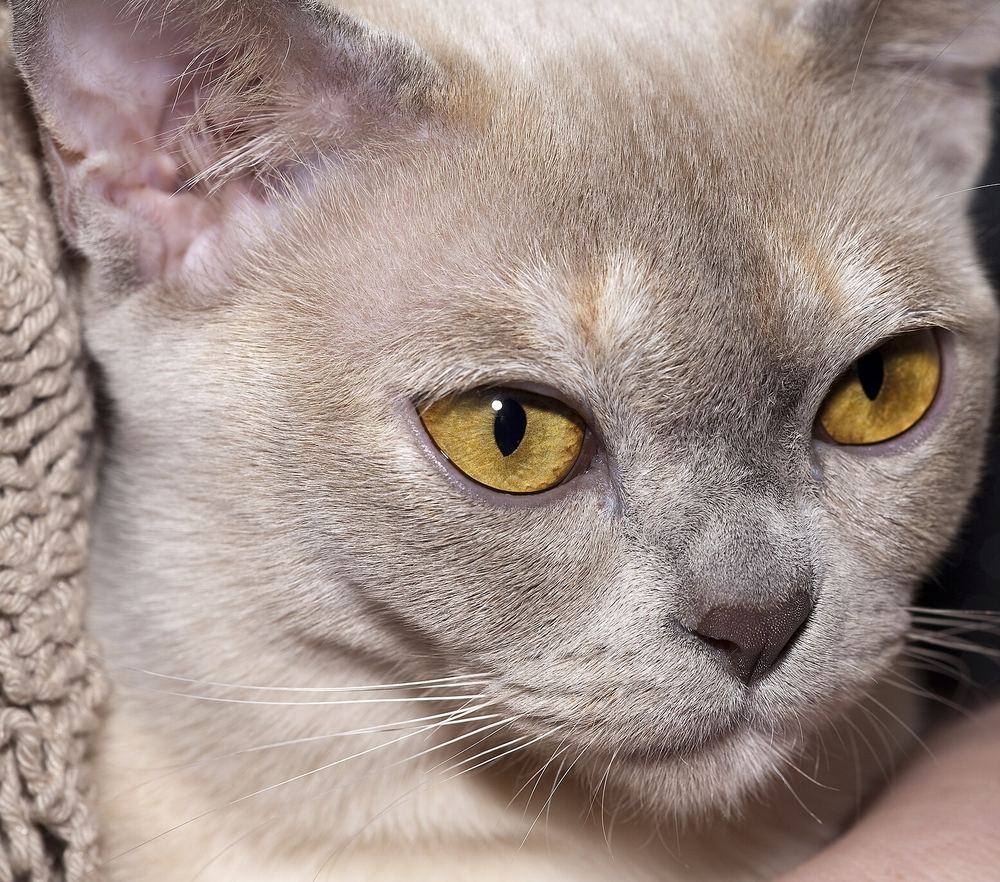 Barmská mačka vo variete lilac tortie s jantárovými očami