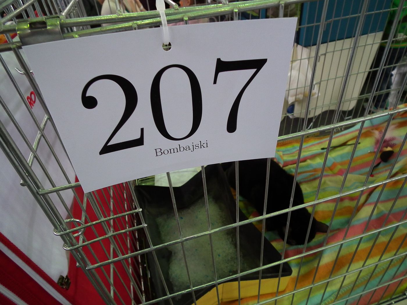 Výstavná klietka s katalógovou kartou číslo 207 a označením plemena Bombajski na medzinárodnej výstave mačiek