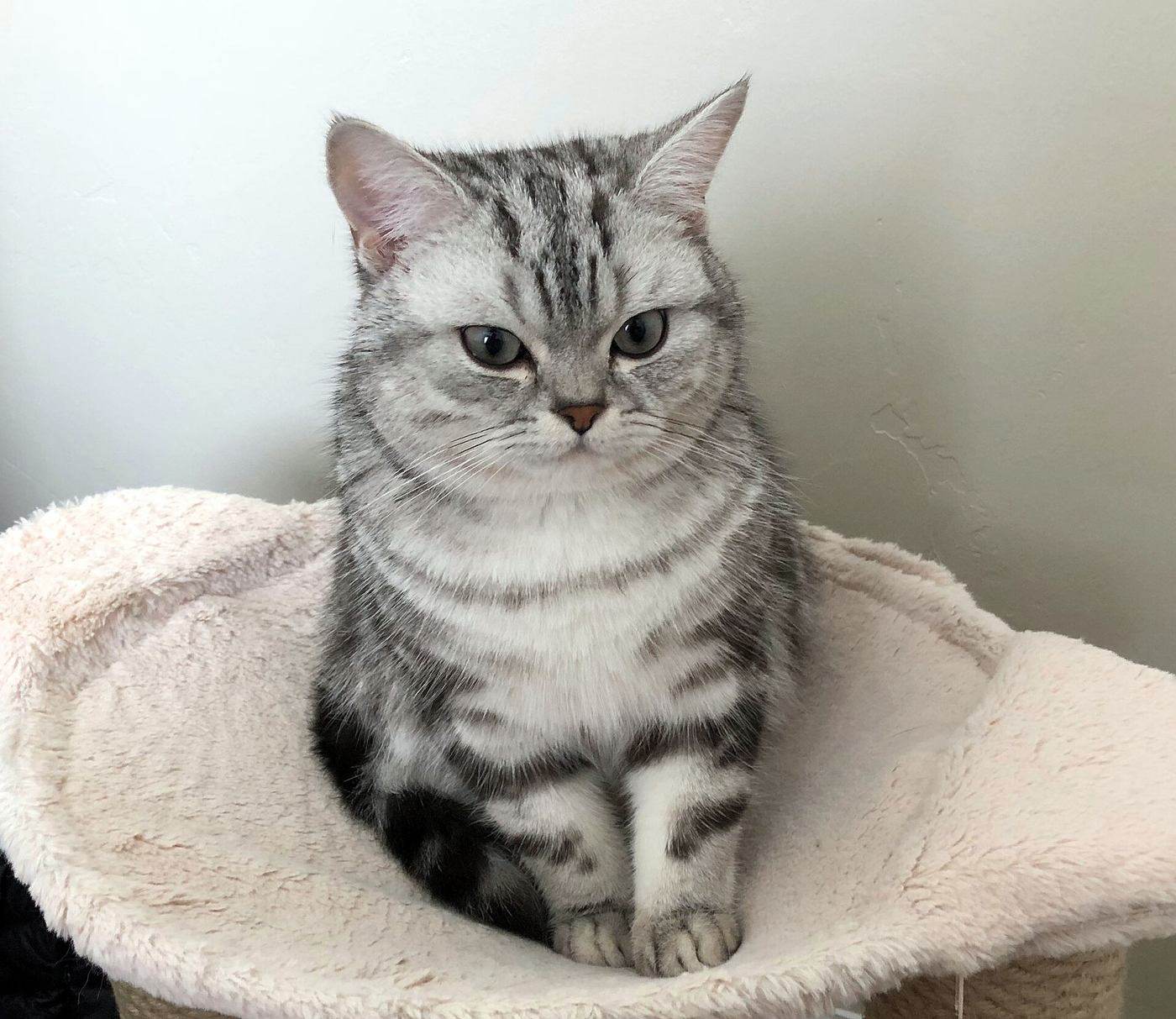 Strieborné mramorované (silver classic tabby) mačiatko britskej krátkosrstej mačky
