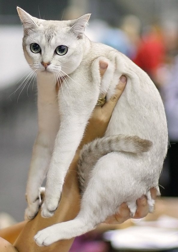 Burmilla