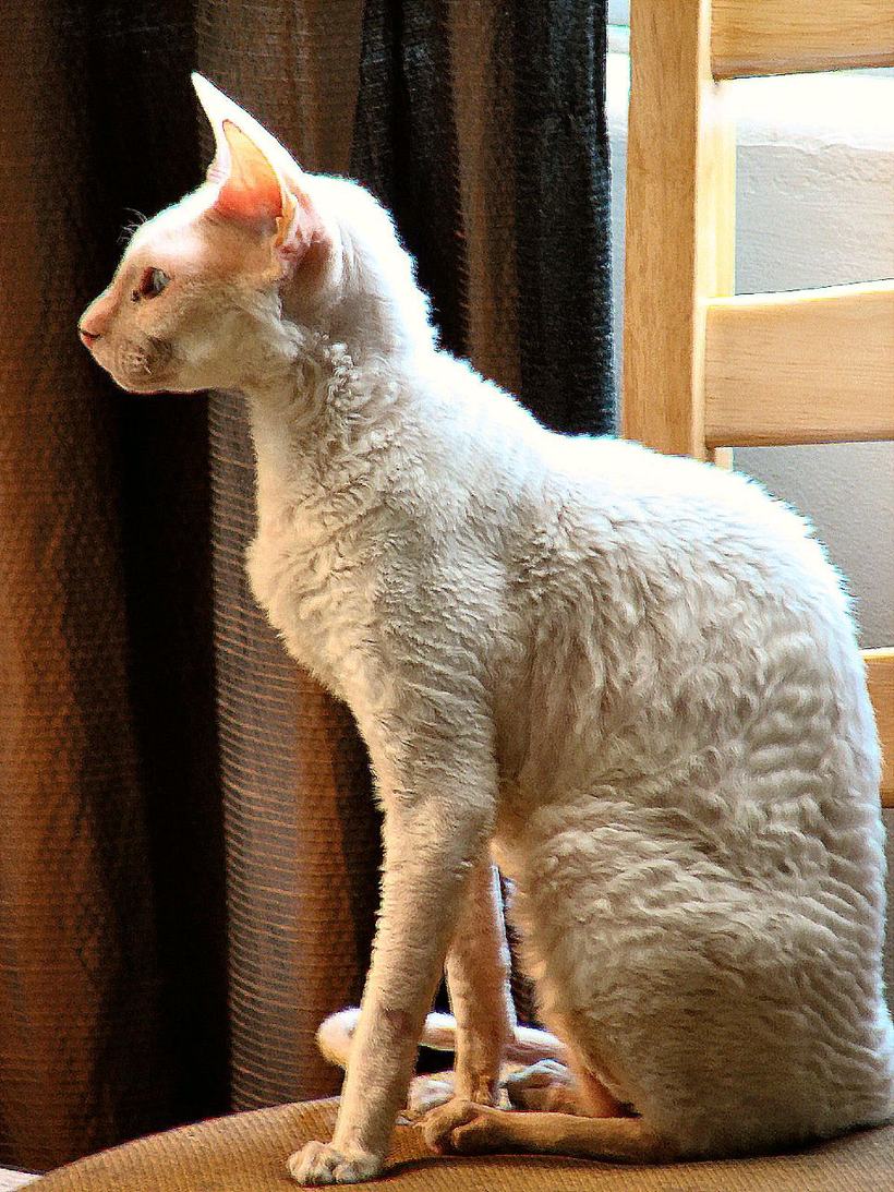 Biely cornish rex sediaci z profilu — dlhé štíhle nohy, klenutý chrbát a vlnitá srsť po celom tele