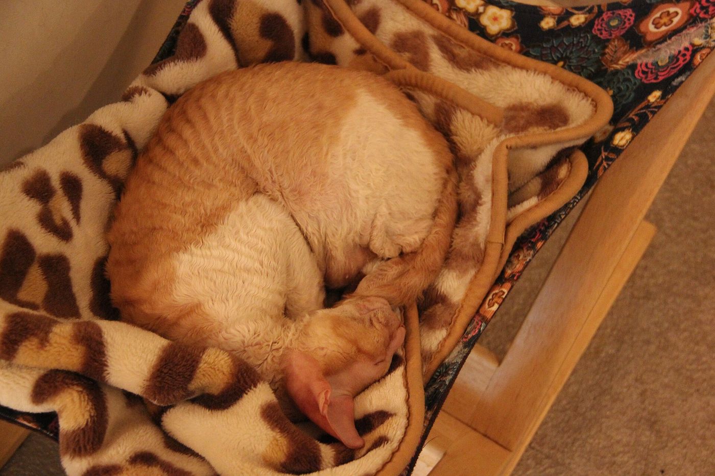 Krémový cornish rex spí stočený na mäkkej deke — plemeno vyhľadáva teplé miesta