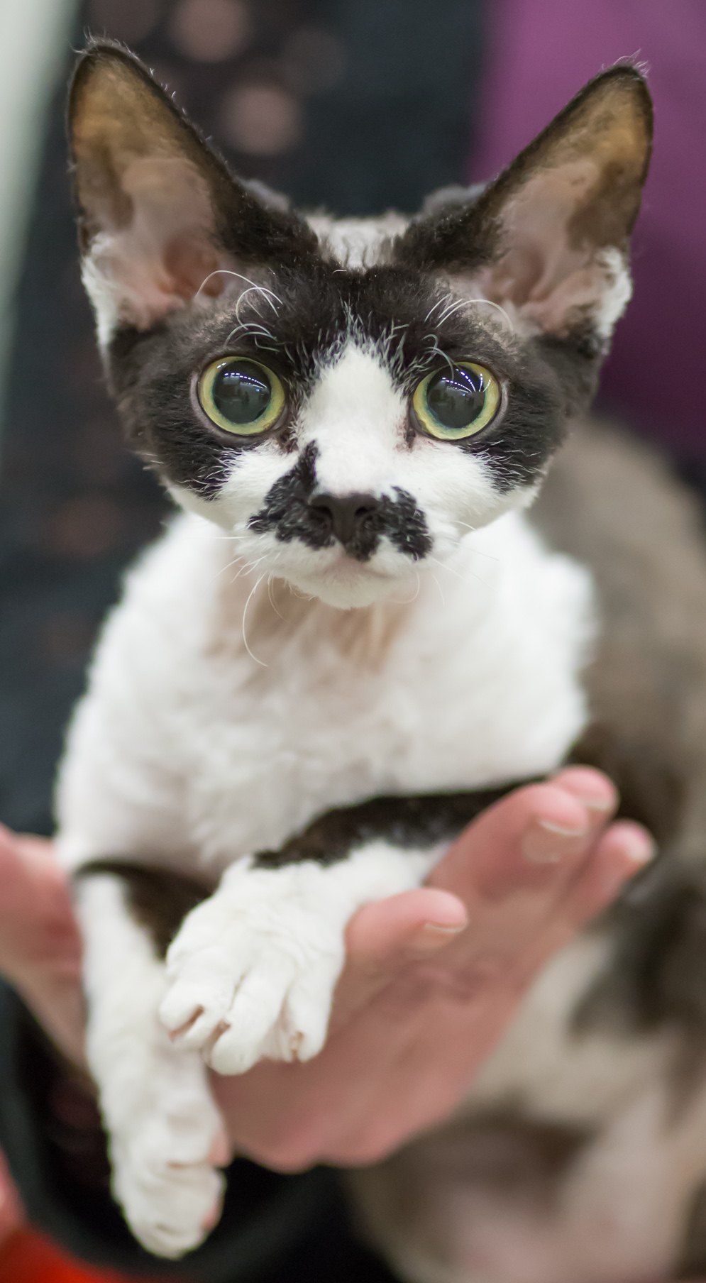Devon rex