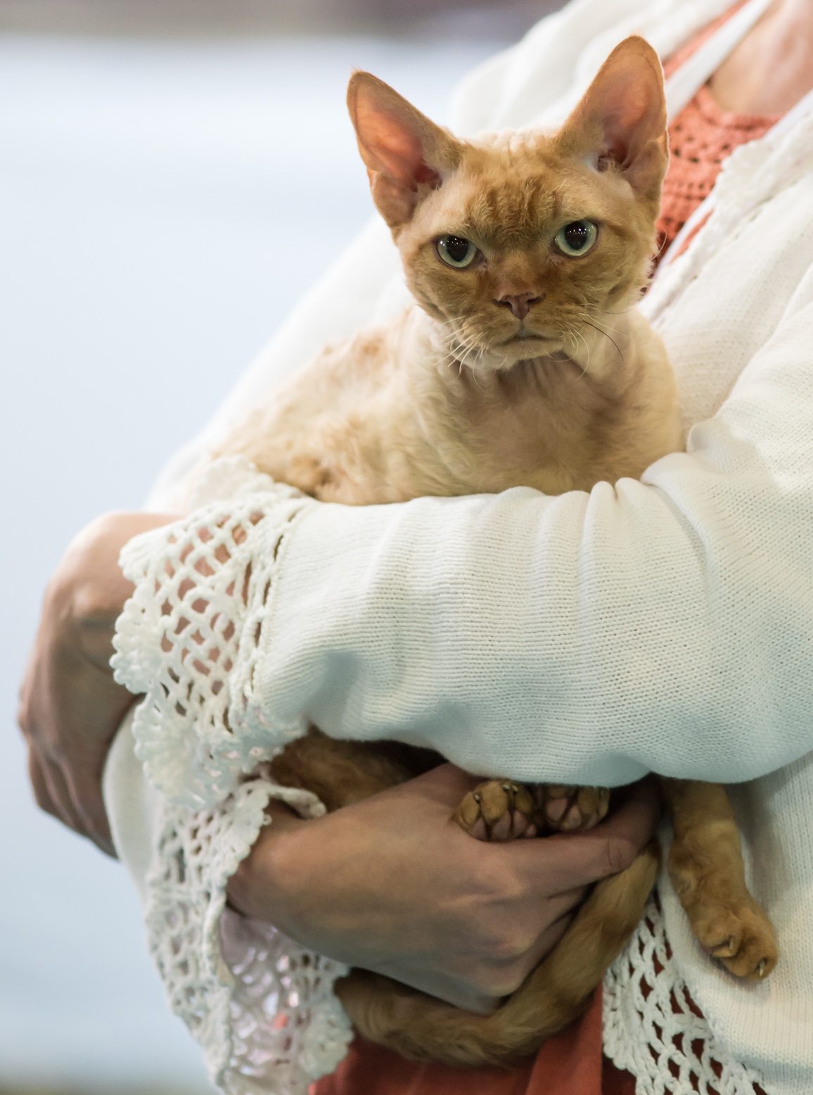 Červený devon rex v náručí na výstave — veľké nízko posadené uši a krátka vlnitá srsť