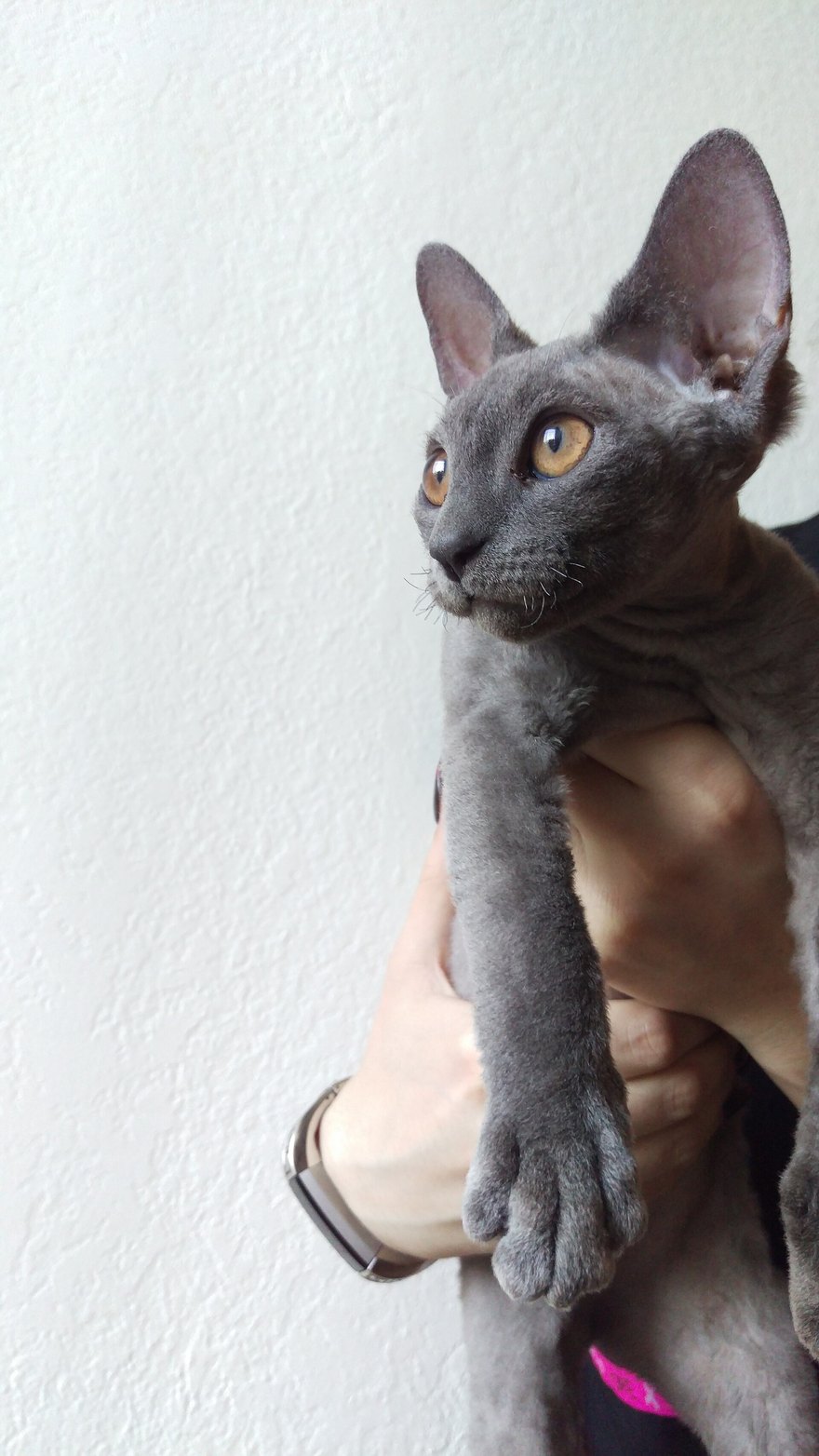 Mladý modrý devon rex v ruke — obrovské nízko posadené uši a krátka jemná vlnitá srsť