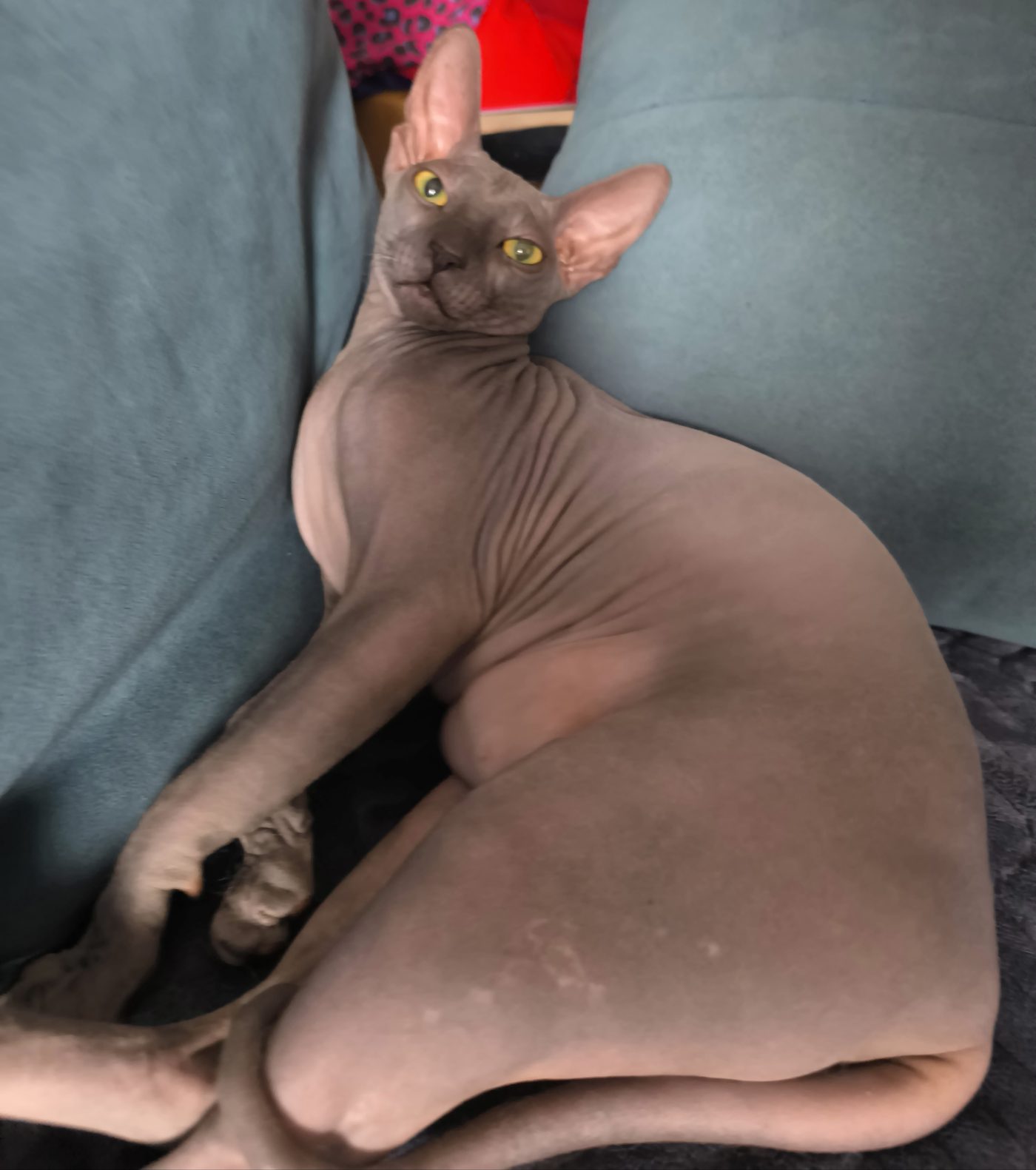 Donský sphynx