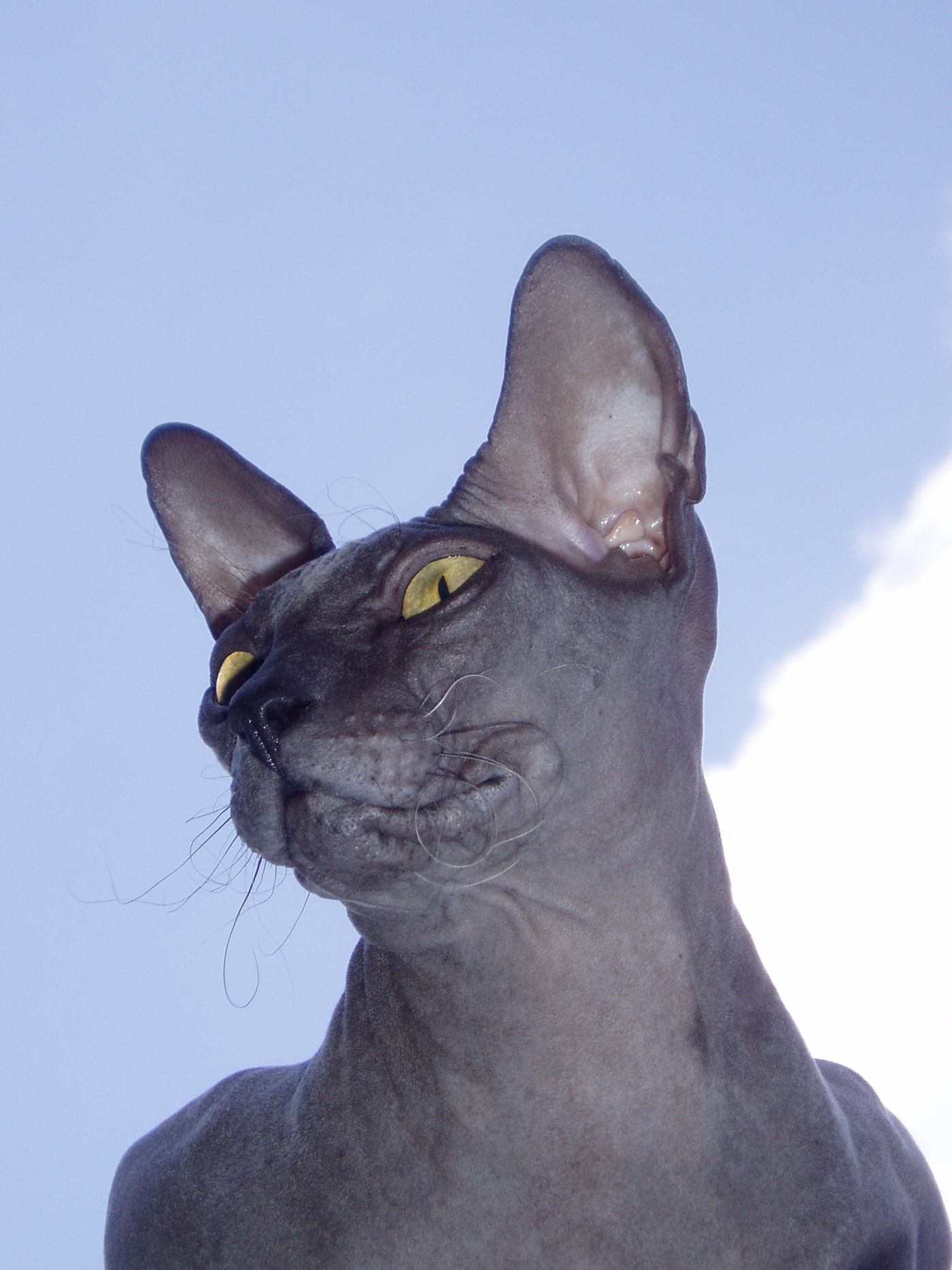 Hlava donského sphynxa zblízka — ploché čelo, výrazné obočia a kučeravé fúzy