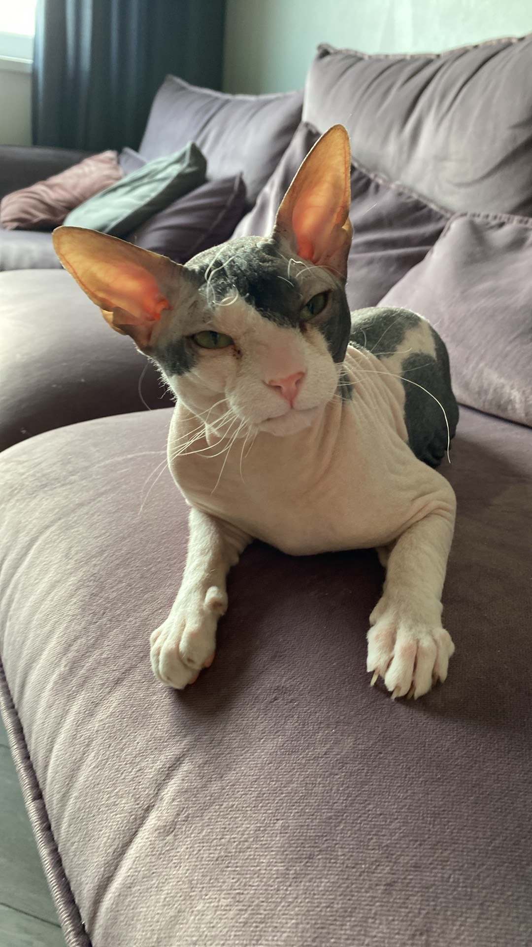 Donský sphynx s neúplným osrstením — tmavé osrstené plochy na hlave a chrbte, holá koža na tele