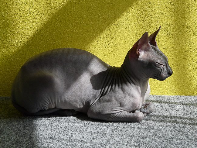 Modrý donský sphynx leží na deke, vidno vrásky na krku a pleciach