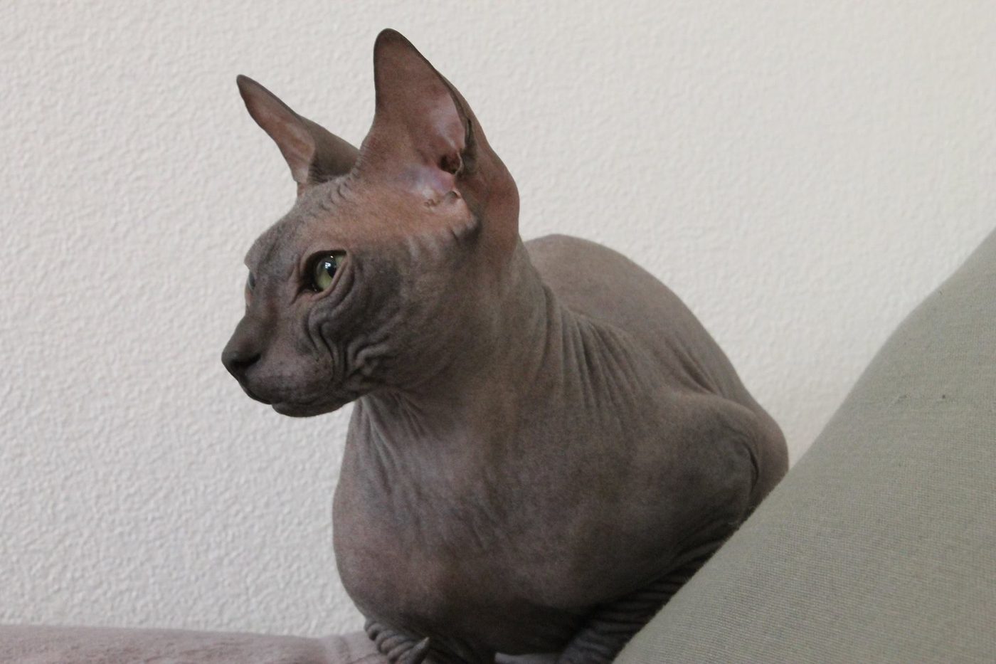 Profil donského sphynxa — ploché čelo, výrazný prechod nosa do čela a veľké uši