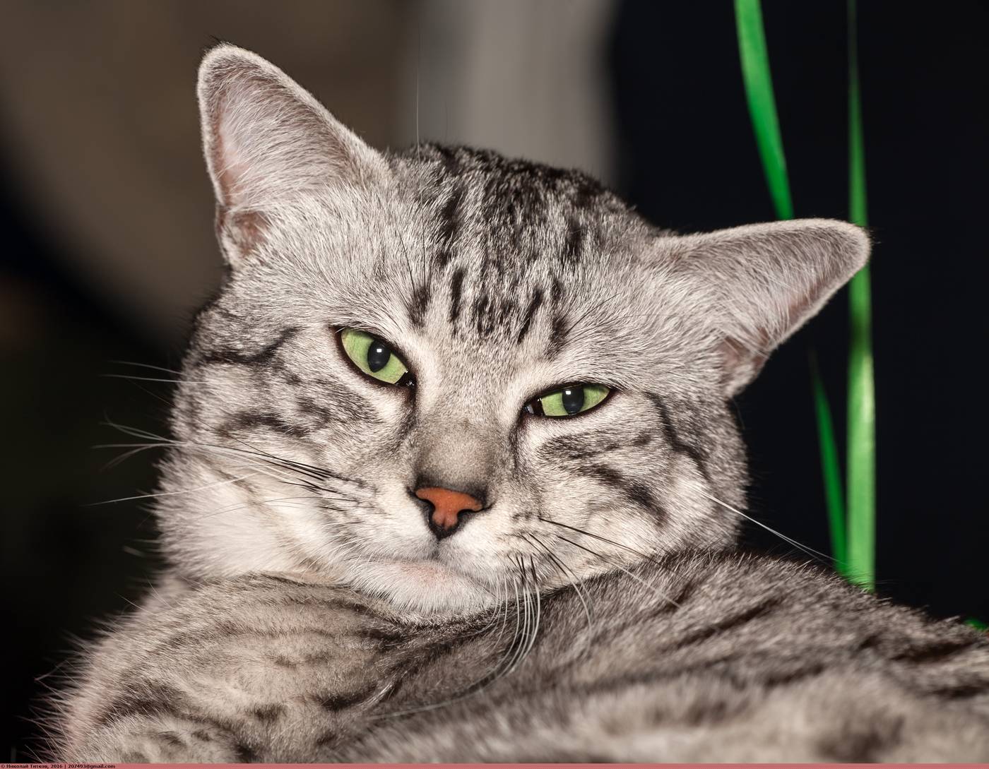 Detail hlavy egyptskej mau — svetlozelené oči, mascara línie na lícach a tabby M na čele