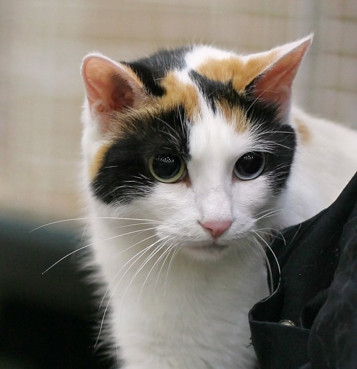 Japonský bobtail