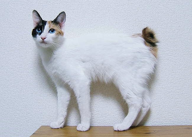 Japonský bobtail v postoji zboku — predĺžený štíhly trup, vysoké nohy, trup takmer vodorovný a trojfarebný pompónový chvost