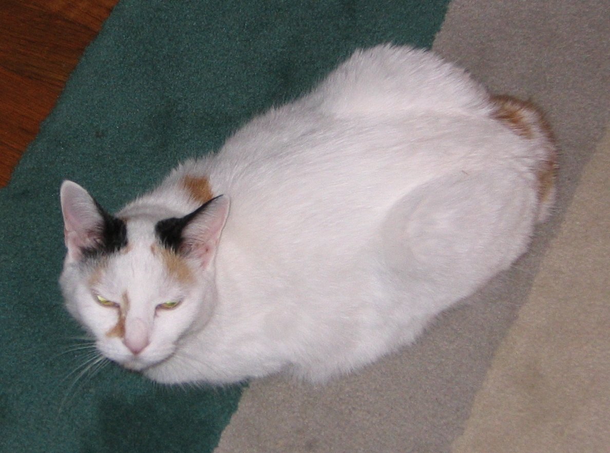 Ležiaci japonský bobtail s van kresbou, na zadku vidno krátky pompónový chvost
