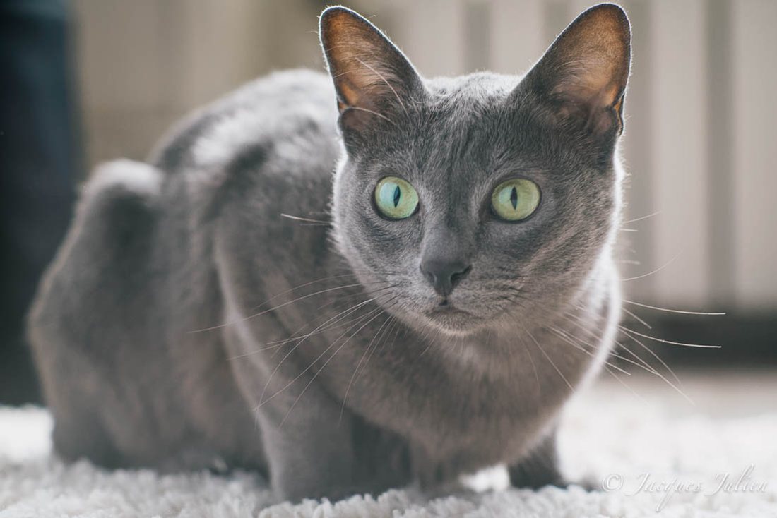 Dospelý korat so striebristo-modrou srsťou a veľkými zelenými očami