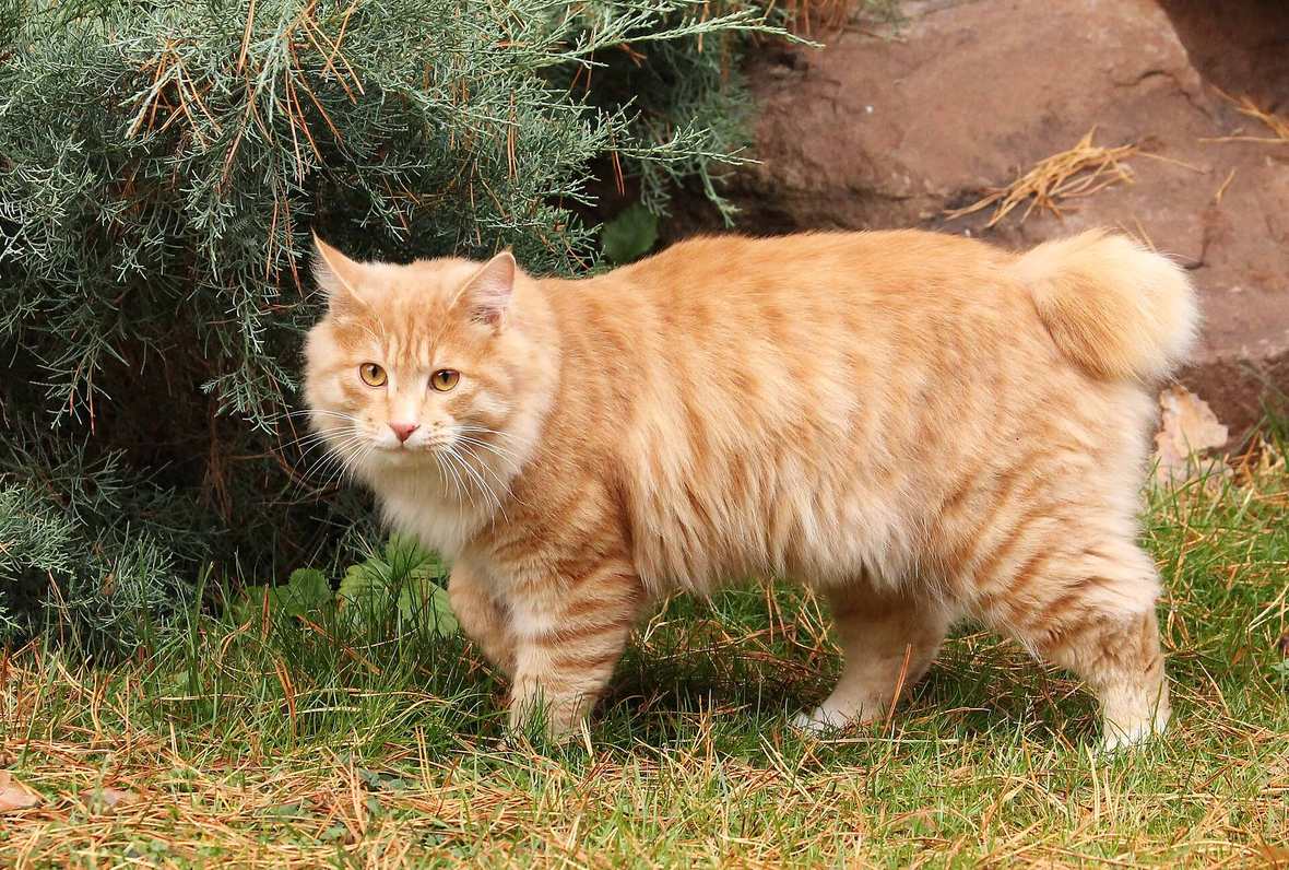 Kurilský bobtail