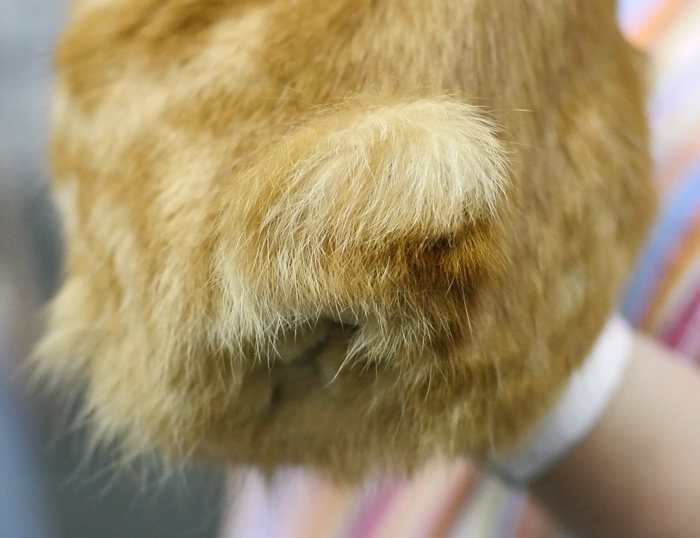 Detail pompónového chvosta krátkosrstého kurilského bobtaila zozadu