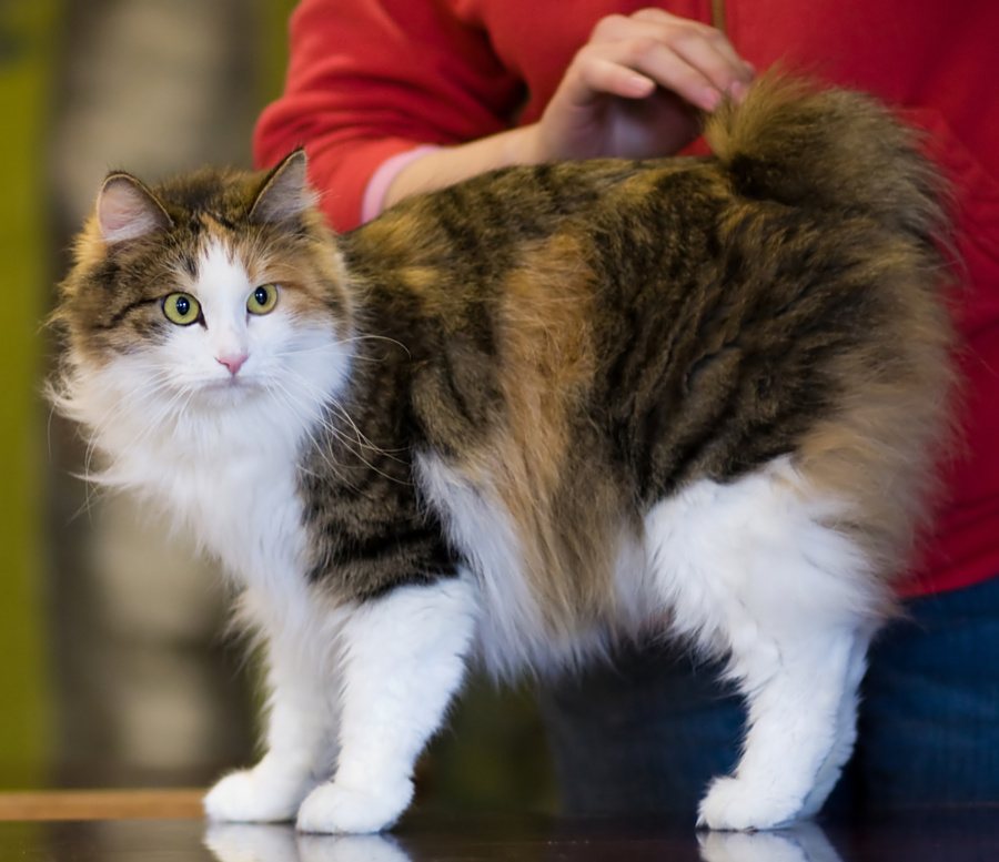 Polodlhosrstý kurilský bobtail na výstavnom stole, so vztýčeným pompónovým chvostom