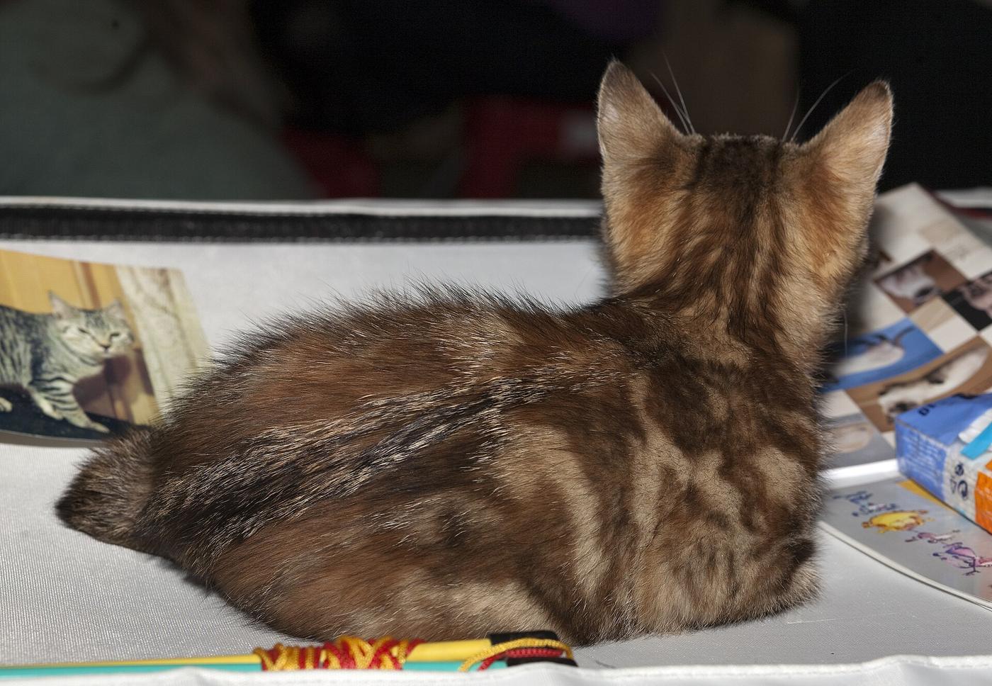 Krátkosrstá mramorovaná kurilská bobtail mačka ležiaca na výstavnom stole