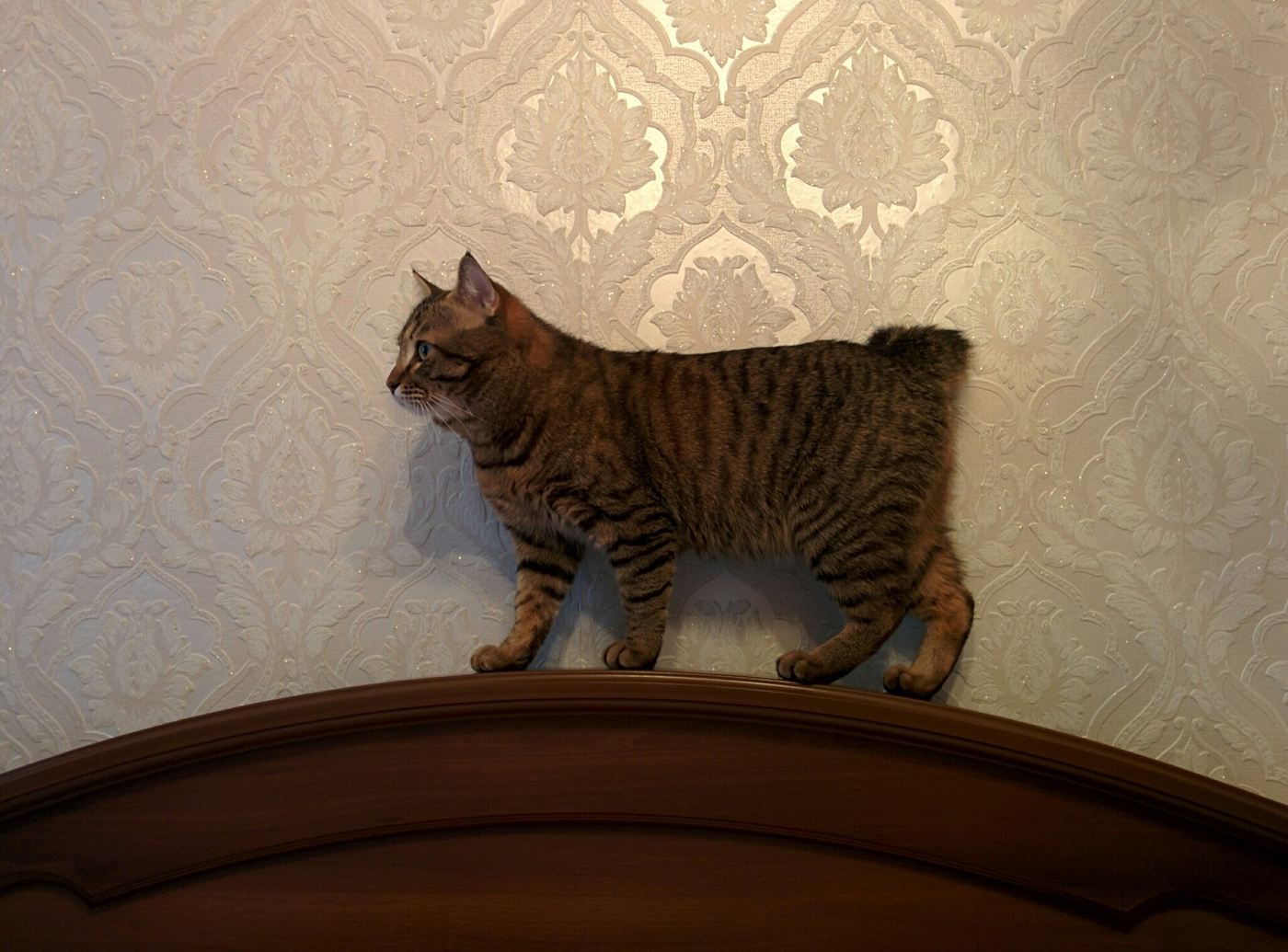 Krátkosrstý mramorovaný kurilský bobtail stojaci z profilu, s krátkym chvostom