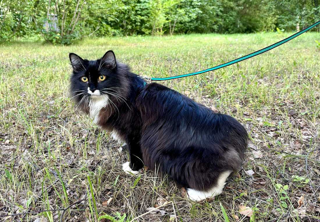 Čierno-biely polodlhosrstý kurilský bobtail vonku na postroji