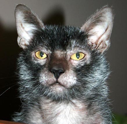 Lykoi z kanadskej línie s výrazne bielo primiešanou srsťou na hlave a krku