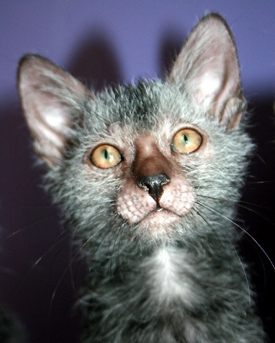 Mladý lykoi s riedkou srsťou a svetlými fúzmi, pohľad spredu