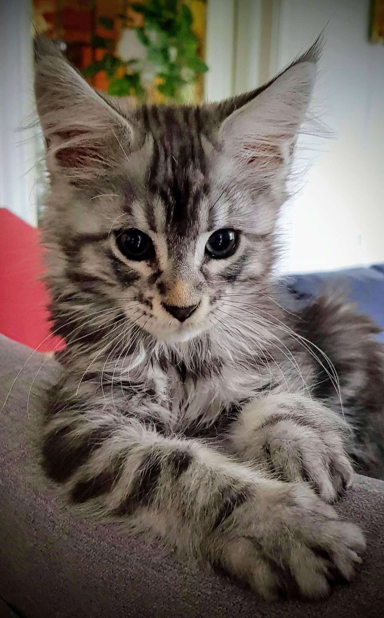 Strieborné mourované mačiatko maine coon s veľkými ušami